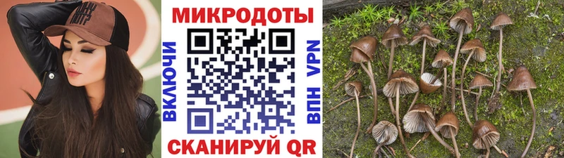 где найти   Пионерский  Галлюциногенные грибы Cubensis 